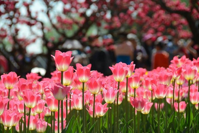 Private Garden Tour: The Summer Palace and Beijing Botanical Garden - Hall of Benevolence and Longevity, where court business happened