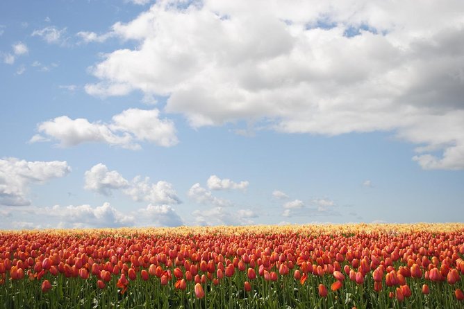 Private Half-Day Trip From Amsterdam to The Tulip Fields in Keukenhof - Why a private ride makes sense from Amsterdam