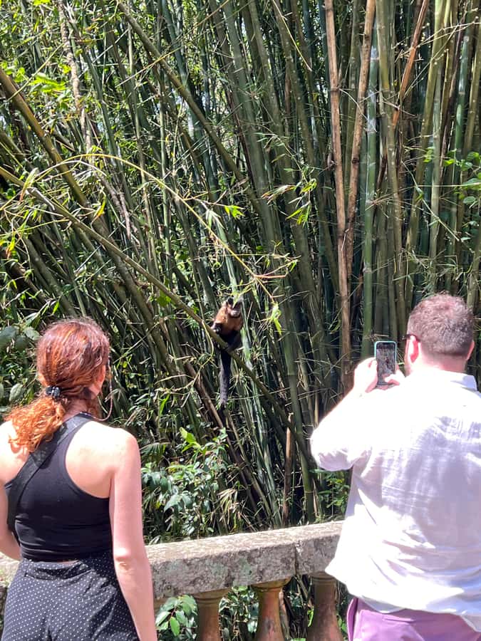 Private Tijuca Forest & Botanical Garden Guided Tour - The Chinese Viewpoint at 388 meters