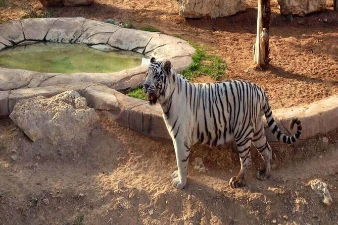 Private Tour - Al Ain Garden City Tour from Dubai - Hot springs at the foot of Jebel Hafeet