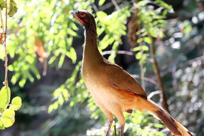 Private Tour: Botanical Garden & Petroglyphs - Walking the Puerto Vallarta Botanical Garden