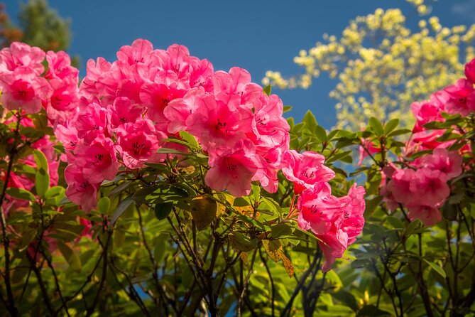 Private Tour Countryside Drive to Butchart Gardens & Victoria - Spending 90 minutes or more at Butchart Gardens