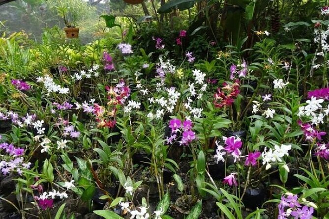 Private Tour: Hot spings & Sleeping Giant Garden hiking Adventure - Starting at Sabeto Hot Springs and Mud Pool