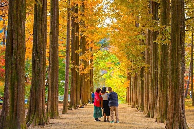 [Private Tour] Nami Island+Morning calm Garden+Petite France - Key points at a glance