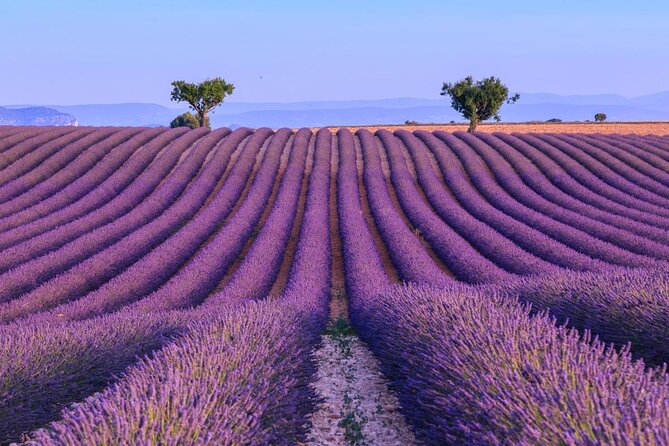 Private Tour of Gorges of Verdon and Fields of Lavender in Nice - Key points to know before you book