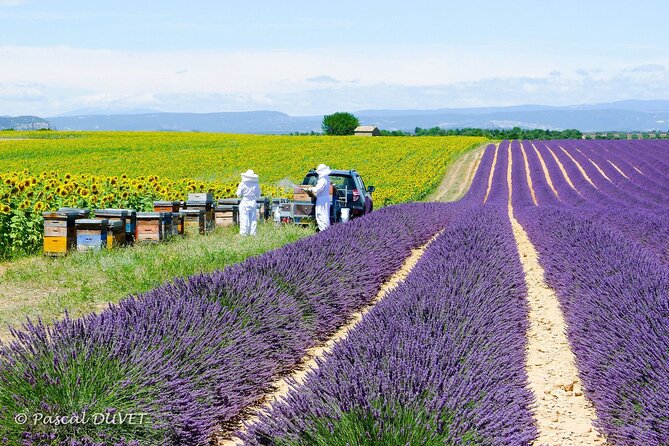 Private Tour of Gorges of Verdon and Fields of Lavender in Nice - Lake Sainte-Croix and the clear-water pause