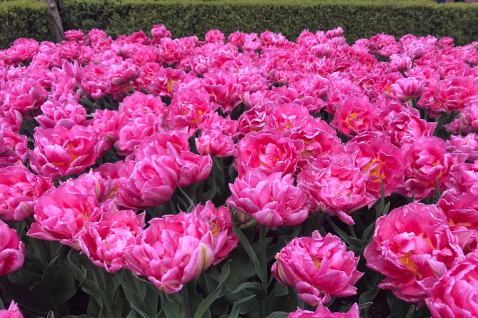 Private Tour to the Keukenhof and Tulip Fields - Keukenhof: allow two hours for the main visit