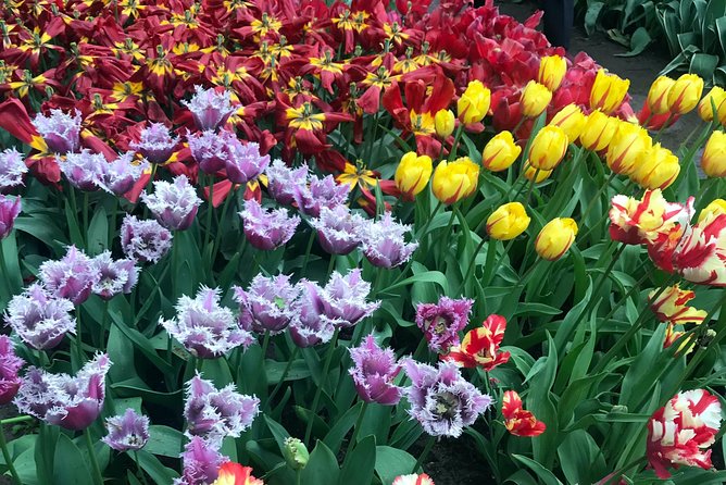 Private Tour to the Keukenhof and Tulip Fields - Flexible guiding is the strongest feature