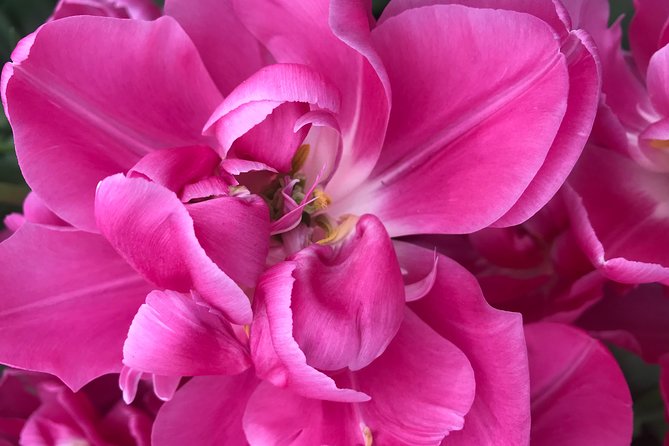 Private Tour to the Keukenhof and Tulip Fields - What the $318.70 price really covers