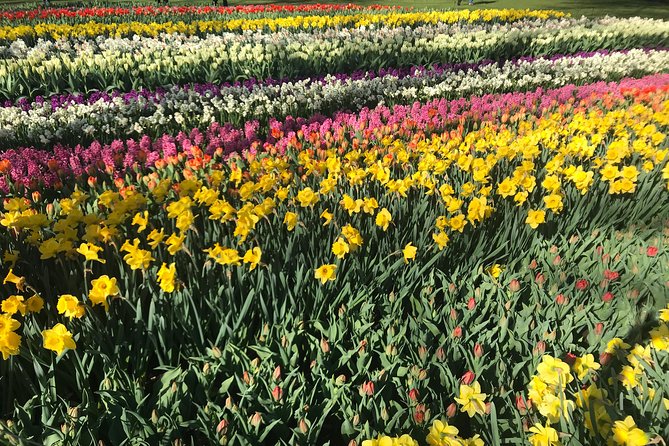 Private Tour to the Keukenhof and Tulip Fields - Timing advice for a smoother morning