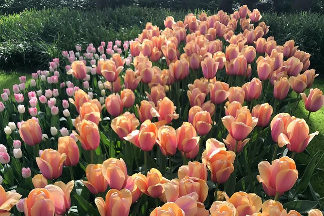 Private Tour to the Keukenhof and Tulip Fields - De Tulperij offers a slower flower-farm pause