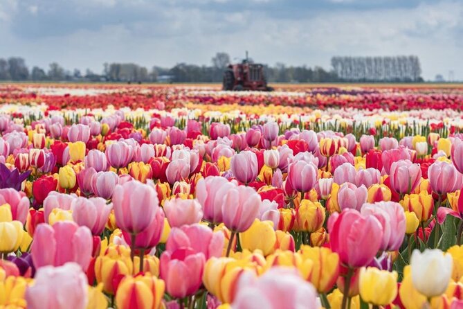 Private Tour to Tulips, Keukenhof, Windmills & Cheese Farm - Five things worth knowing before you book