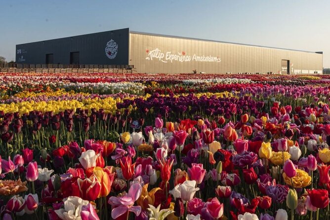 Private Tour to Tulips, Keukenhof, Windmills & Cheese Farm - What $470.43 per person gets you