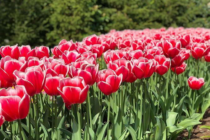 Private Tour to Windmills Zaanse Schans +Keukenhof - 7 Hours - Noordwijkerhout and the open tulip fields