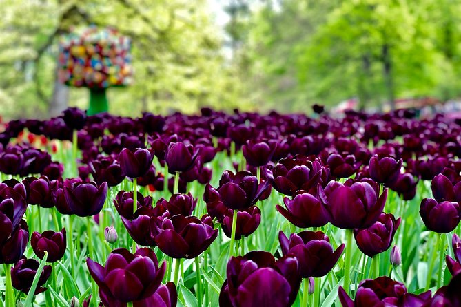 Private Tour to Windmills Zaanse Schans +Keukenhof - 7 Hours - Timing, weather, and the flower calendar