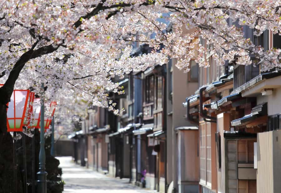 Private & Unique Kanazawa Cherry Blossom "Sakura" Experience - Key points to know before booking