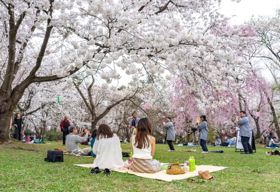 Private & Unique Kanazawa Cherry Blossom "Sakura" Experience - Why this Kanazawa sakura walk feels different