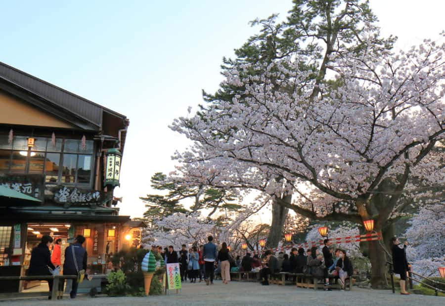 Private & Unique Kanazawa Cherry Blossom "Sakura" Experience - The Asanogawa River and its open spring views