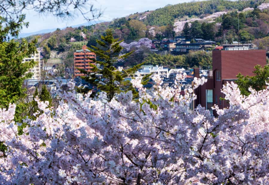Private & Unique Kanazawa Cherry Blossom "Sakura" Experience - What $210 per person really buys you