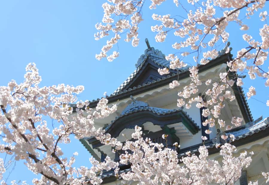 Private & Unique Kanazawa Cherry Blossom "Sakura" Experience - Kenrokuen, with time for the quieter corners