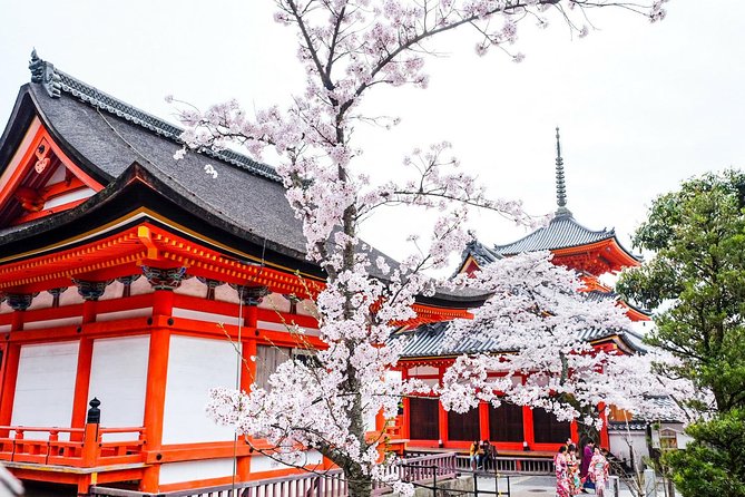 Private & Unique Kyoto Cherry Blossom "Sakura" Experience - Why This Sakura Walk Feels Different