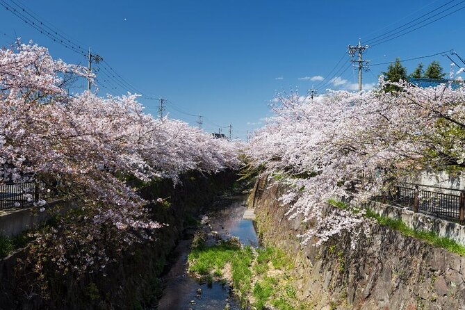 Private & Unique Nagoya Cherry Blossom Sakura Experience - Key points at a glance