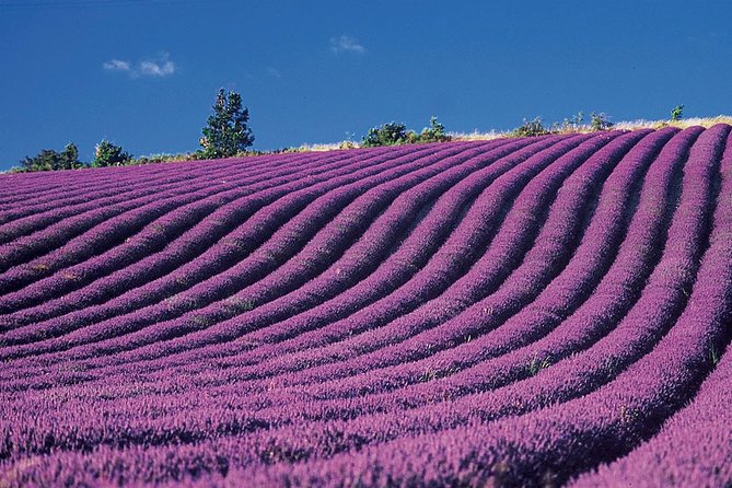 Provence and Lavender - private & Guided Full Day Tour - Two hours in Moustiers-Sainte-Marie