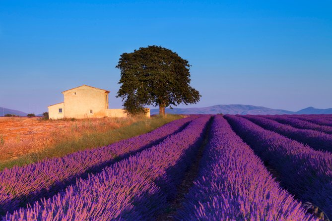 Provence Lavender Fields Tour from Aix-en-Provence - Tastings, Farm Stops, and the Shopping Question
