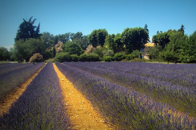 Provence Lavender Fields Tour from Aix-en-Provence - Is the $108.89 Price Fair?