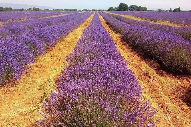 Provence Lavender Full Day Tour from Avignon - Gordes and the pale-stone villages