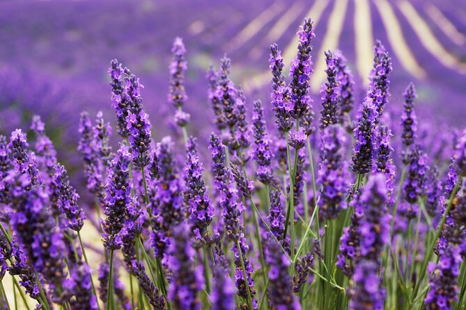 Provence Shared Half Day Lavender Tour from Aix en Provence - Inside a traditional lavender producer