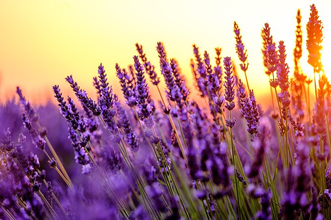 Provence Shared Half Day Lavender Tour from Aix en Provence - Guides, group size, and the feel of the outing
