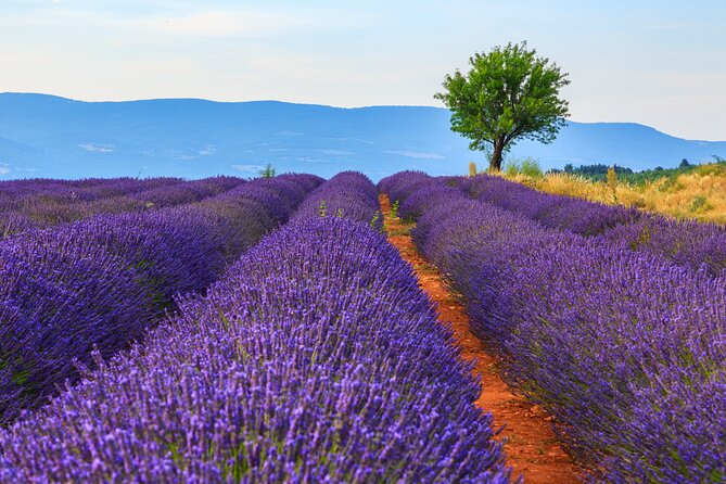 Provence Shared Half Day Lavender Tour from Aix en Provence - Is $132.56 a fair price?