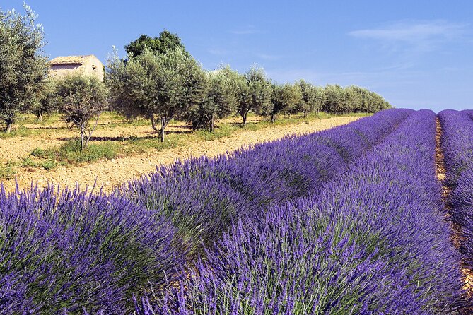 Provence Shared Half Day Lavender Tour from Aix en Provence - Booking timing and practical planning