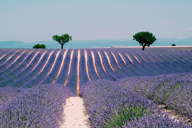 Provence, Vineyards and Lavender Fields Private Day Trip - Key points at a glance