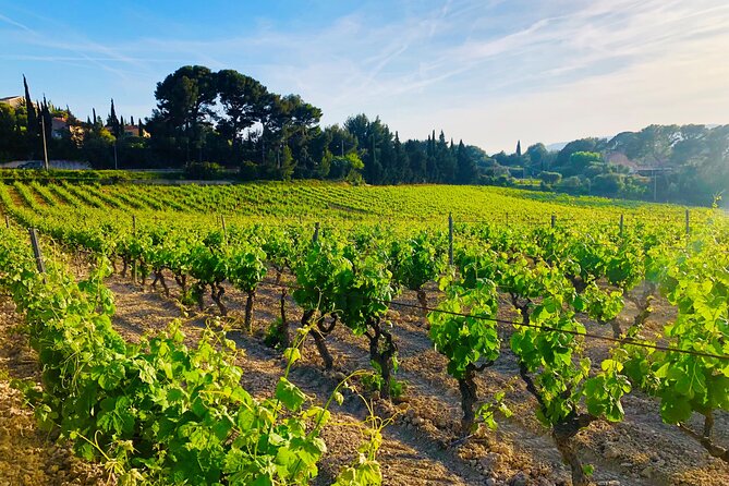 Provence, Vineyards and Lavender Fields Private Day Trip - Wine country at Château La Coste