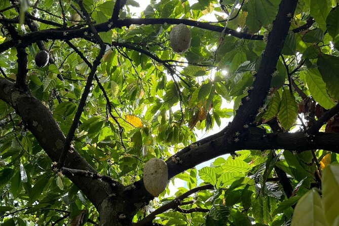 Puerto Plata City Tour with Butterfly Garden - Del Oro Chocolate Factory turns cacao into a lesson
