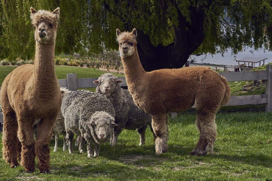 Queenstown: Walter Peak Garden to Table Experience - Practical advice before you book
