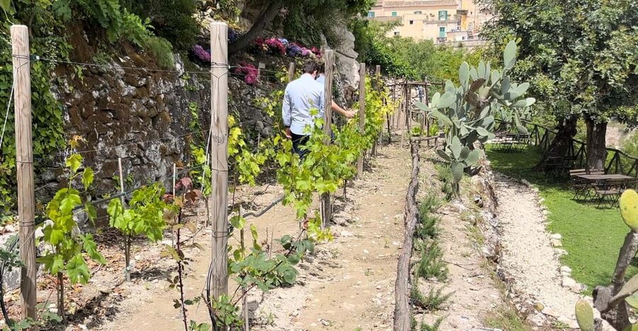 Radici: IImmerse yourself in the heady scents of our garden - What the 45-minute walk is like