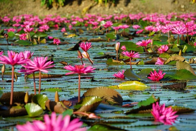 Red Lotus garden market with Thai culture halfday tour - The early start from Bangkok