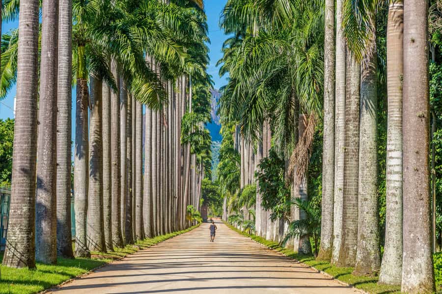 Rio: Botanical Garden, Tijuca Forest, and Parque Lage Tour - What the $104 price covers