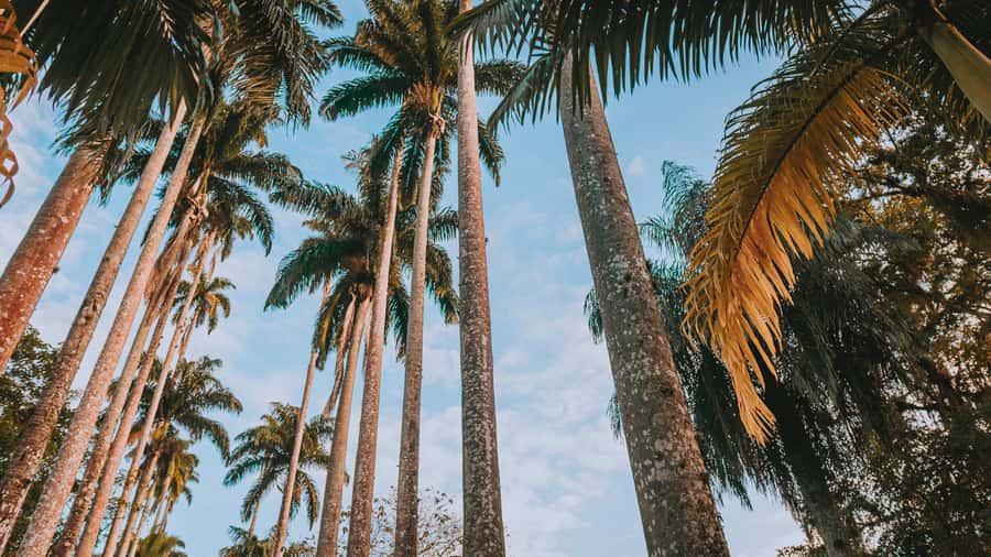 Rio de Janeiro: 4-Hour Botanical Garden & Tijuca Forest Tour - Why this Rio nature tour works