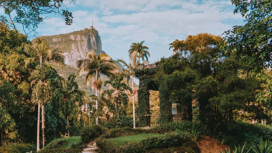 Rio de Janeiro: 4-Hour Botanical Garden & Tijuca Forest Tour - Starting with the Botanical Garden’s plant collections