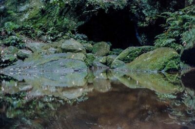 Rio de Janeiro: Botanical Garden & Tijuca Forest Guided Tour
