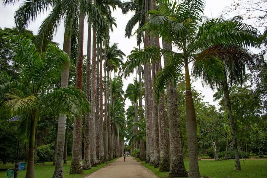 Rio de Janeiro: Botanical Garden & Tijuca Forest Guided Tour - The timing question you should clarify