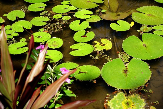 Rio de Janeiro Botanical Garden Tour - Monkeys, tall trees, and a break from city traffic
