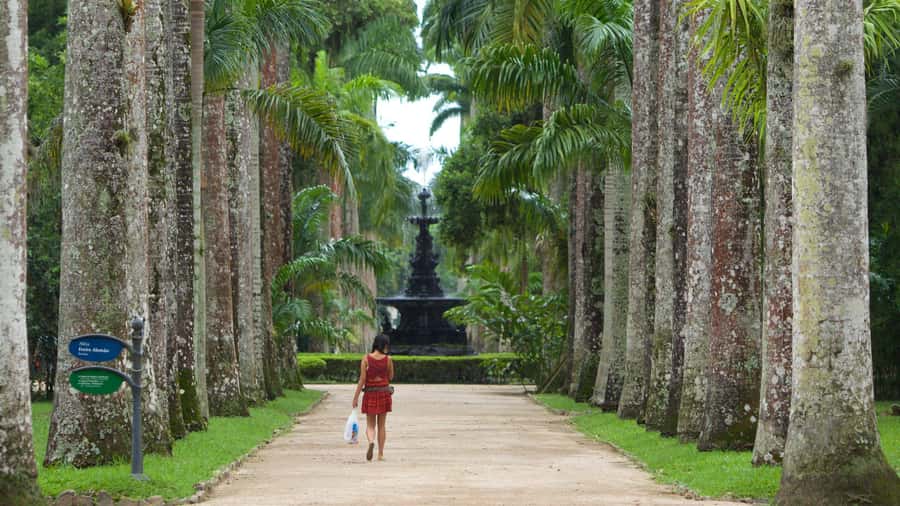 Rio de Janeiro: Tijuca National Park & Botanic Garden Tour - A slower change of pace at the Botanical Garden