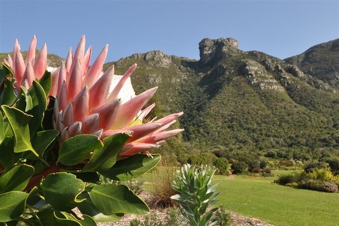 Robben Island ,Kirstenbosch Gardens and Groot Constantia. - Timing, pickup, and weather advice