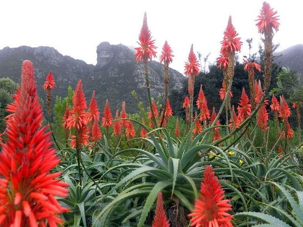 Robben Island ,Kirstenbosch Gardens and Groot Constantia. - Kirstenbosch in a two-hour window