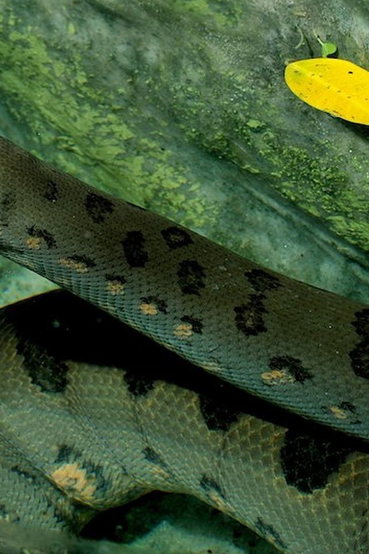 Rome: Bioparco di Roma Zoological Garden Entry Ticket - Key points before you go